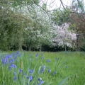 Bluebells in the Orchard Garden