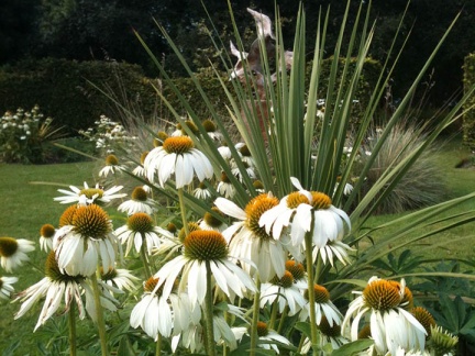 Echinacae in the Formal Garden