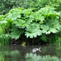 Gunnera by the pond