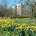 Daffodils in the orchard