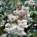 Blossom on Prunus 'Taihaku'