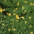Cowslips in the orchard