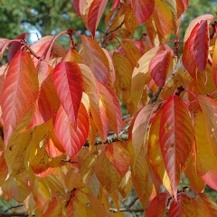 Prunus'Ojochin' autumn foliage