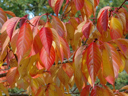 Prunus'Ojochin' autumn foliage