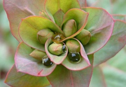 Euphorbia baselicis