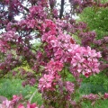 Crab apple trees in the orchard