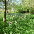 Snakeshead Fritillaries in the orchard, April