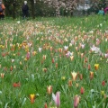 Species tulips in the cherry circle