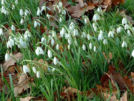 Snowdrops in the orchard