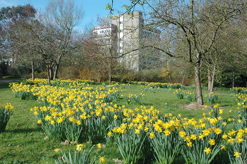 Daffodils in the orchard