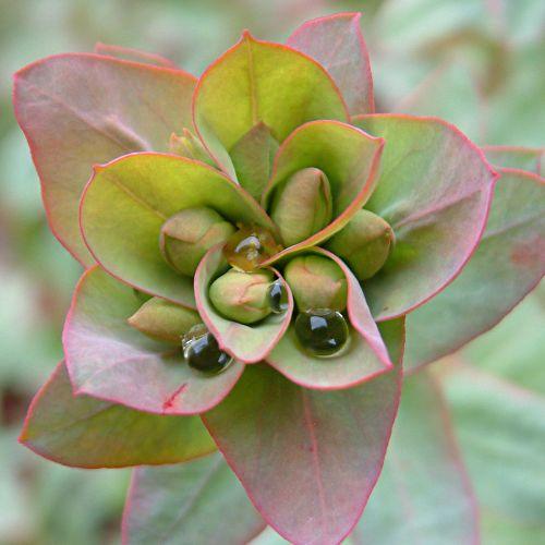 Euphorbia baselicis 1.jpg