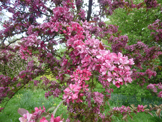Crab apple trees in the orchard