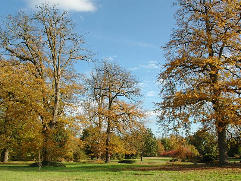 Turkey oaks in autumn