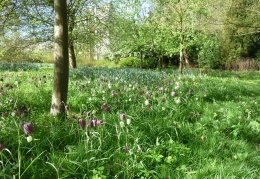 Snakeshead Fritillaries in the orchard, April