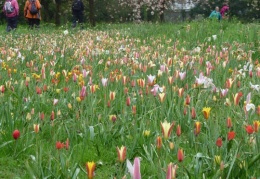 Species tulips in the cherry circle