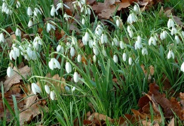Snowdrops in the orchard